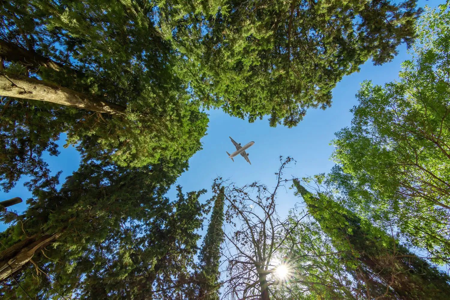 An airplane crossing the sky above a forest at sunset